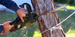 Best Tree Mulching Services  in Mariposa, CA