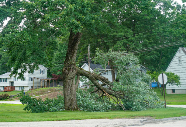 Best Tree and Shrub Care  in Mariposa, CA