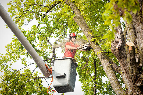 Why Choose Our Tree Removal Services in Mariposa, CA?